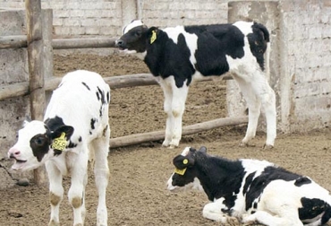 Expertos recomiendan ofrecer a los terneros levadura muerta, en una canntidad equivalente al 10% de la ración. Foto: actualidadganadera.com Suministro levadura terneros, Beneficios levadura terneras, Levadura, Saccharomyces cerevisiae, levadura de cerveza, levadura fertilidad vacas, levadura reproducción vacas, levadura en terneras, levadura en becerras, reproducción bovinos, Levadura como alimento bovino, ventajas levadura alimento bovino, propiedades de la levadura como alimento bovino, alimento para el ganado, levadura viva, CONtexto ganadero, ganaderos Colombia, noticias ganaderas Colombia