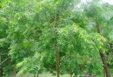 Los ectoparásitos disminuyen la producción de leche y de carne, e incrementan la mortandad de los animales. Foto: Garrapatas, control de garrapatas, árbol de Nim o Neem, estudio de INIFACP, Contexto ganadero, noticias ganaderas, ganado de doble propósito