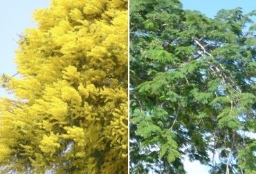 Guásimo, Algarrobillo o Campano, Trupillo, Dividivi, entre otras, son las opciones para suministrar al ganado en esta época. Foto: artesanosliterarios.blogspot.com. Ganadería, ganadería colombia, noticias ganaderas, noticias ganaderas colombia, CONtexto ganadero, boletín agroclimático, boletín agroclimático marzo, verano, fenómeno de el niño, escasez de alimento para el ganado, comida para el ganado, frutos para el ganado, frutos que come el ganado,
