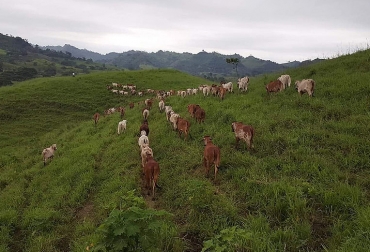 La alimentación por medio del pastoreo es una práctica que aporta al bienestar animal de los bovinos. Foto: Carlos Cedeño - Agencia de Noticias UN. Ganadería, ganadería colombia, noticias ganaderas, noticias ganaderas colombia, CONtexto ganadero, bienestar animal, bienestar animal en bovinos, buenas prácticas de bienestar animal, agencia de noticias un, Carlos Alfredo Cedeño Palacios, candidato a doctor en Ciencias Agrarias de la Universidad Nacional sede Palmira, manabí, manabí ecuador