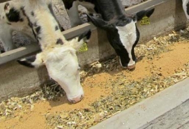 Mientras que algunos tipos de zeolitas se pueden ofrecer al ganado como suplemento, hay otros tipos que podría ocasionar problemas. Foto: Zeocol SAS Tipos de zeolita, tipos de zeolita alimento ganado, Zeolita uso en vacas, zeolita salud uterina, zeolita salud reproductiva, uso de zeolita, uso de zeolita en Colombia, ventajas de la zeolita, precio de zeolita, zeolita Colombia, zeolita Cundinamarca, cómo funciona la zeolita, beneficios de la zeolita, uso zeolita silicatos, CONtexto ganadero, ganaderos colombia, noticias ganaderas Colombia
