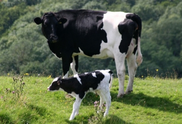 El estudio se realizó con la producción de embriones in vitro del laboratorio In Vitro Colombia® de 2015. Foto: UCC. Ganadería, ganadería colombia, noticias ganaderas, noticias ganaderas colombia, CONtexto ganadero, semen sexado, bos indicus, bos taurus, in vitro colombia, laboratorio in vitro colombia, Universidad Cooperativa de Colombia, universidad cooperativa de colombia sede ibagué