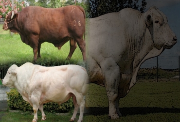 “La línea norteamericana trabaja con éxito variables cuantitativas asociadas a la ganancia de peso del animal y su precocidad”, dijo Oscar Ospina. Foto: generalidadesdelaganaderiabovina.blogspot.com - agronomaster.com – Producción de carne, dos escuelas cilíndricas y cubistas, cilíndrica es la línea americana, cubista es la línea francesa, marmóreo y terneza, variables cuantitativas asociadas a la ganancia de peso, la línea cubista trabaja calzones grandes y músculos largos, desarrollo muscular, animal musculado requiere mayor inversión, línea cilíndrica y cubista en Colombia, CONtexto ganadero, noticias de ganadería colombiana.