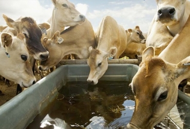 “Un bovino toma 24.000 litros de agua en 3 años, de ahí, la importancia de suministrar este líquido de la mejor calidad posible”, dijo Jorge Humberto García. Foto: Vision Agropecuaria Agua en bebederos permite mejor ganancia de peso, mejor peso en terneros, mayor peso en novillas, bovino consume 24.000 litros en tres años, consumo de agua, a mayor temperatura más carga microbiana, agua de calidad mejor consumo de alimento, CONtexto ganadero, noticias de ganadería colombiana.