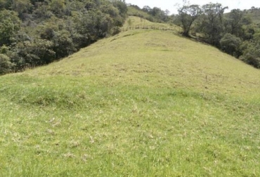 “Las fincas trabajan esquemas netamente naturales con árboles chilca, colla, aliso, eucalipto, cipre, pandala y capulí”, dijeron Navia, Muñoz y Solarte. Foto: bienesonline.com Ganaderías de Guachucal en Nariño, cercas vivas con especies nativas, esquemas silvopastoril y leñoso, especies arbóreas nativas, pastos kikuyo y trébol blanco, pasto azul ochoro y raigrás, pastos saboya y auvade, pasto trébol rojo, arboles cipre y pandalla, estudio Universidad de Nariño, CONtexto ganadero, noticias de ganadería colombiana.