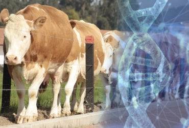 “No debemos tener miedo de usar los toros genómicos, son el presente y el futuro de la raza”, dijo Filipo Rapaioli. Foto: Okdiario - asosimmental.org Genómica Simmental, selección de mejores toros de Austria y Alemania, mejores machos de Republica Checa e Italia, índice ZAR, información genómica en Colombia, genómica reduce costos de producción, descarte de animales desde el nacimiento, CONtexto ganadero, noticias de ganadería colombiana.