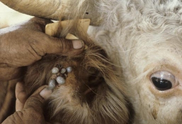 Las garrapatas son vectores de enfermedades en ganado bovino y pueden perjudicar gravemente su rendimiento. Foto: AgroNeto Vacuna contra garrapatas ganadería, Vacuna contra garrapatas UDCA, ganadería garrapatas, garrapatas UDCA, UDCA ganadería, prevención garrapatas ganadería, vacas, garrapatas, Ganadería, ganadería colombia, noticias ganaderas, noticias ganaderas colombia, Guía para el manejo de garrapatas y adaptación al cambio climático, garrapatas y cambio climático, impacto económico de la garrapata en la ganadería, CONtexto ganadero