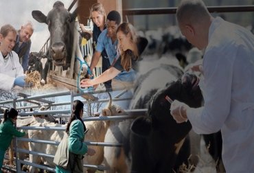El rol de los veterinarios en su participación junto con otros profesionales de la salud humana, es de vital trascendencia para la consolidación del concepto –una salud–. Foto: @FETAL - The Balance Careers - Feedstuffs - Midwestern University. Ganadería, ganadería colombia, noticias ganaderas, noticias ganaderas colombia, CONtexto ganadero, Organización de las Naciones Unidad para la Alimentación y la Agricultura, Organización Mundial de la Sanidad Animal, Organización Mundial de la Salud, patologías de los animales, bienestar animal, trazabilidad, producción, inocuidad, Alejandro córdova izquierdo, engormix, veterinario y salud, salud en ganadería,