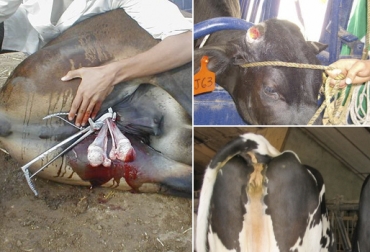Algunos de estos procedimientos como la castración y el descorne son necesarios para el bienestar animal y la seguridad humana. Foto: bovinocultura - cz.forwallpaper.com - AnatOmíA tOpoGrÁficA Intervenciones dolorosas en bovinos, procedimientos dolorosos en ganado bovino, Descorne en bovinos, castración en bovinos, esterilización en bovinos, identificación en bovinos, dolor bovinos, caudectomía, caudectomía en bovinos, práctica de descorne en bovinos, descorne en terneros, manejo animal, Bienestar Animal, reducción de dolor, Terneros, CONtexto ganadero, ganaderos colombia, noticias ganaderas colombia
