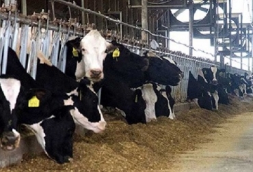 Manejo Correcto Del Ganado Para Garantizar La Seguridad En El Establo Lechero Contexto Ganadero Noticias Principales Sobre Ganadería Y Agricultura En Colombia