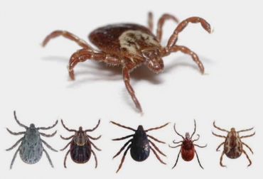 El tipo de garrapata que afecta al ganado en Colombia y Sudamérica proviene de África. Foto: mascotaguia.com - hablemosdeinsectos.com Tipos de garrapata, garrapata Australia, Rhipicephalus australis, garrapata africana, garrapata América del Sur, Rhipicephalus microplus, Vacuna contra garrapatas ganadería, Vacuna contra garrapatas UDCA, ganadería garrapatas, garrapatas UDCA, UDCA ganadería, prevención garrapatas ganadería, vacas, garrapatas, Ganadería, ganadería colombia, noticias ganaderas, noticias ganaderas colombia, CONtexto ganadero