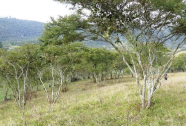 La importancia de conservar los árboles dispersos que se encuentran en su predio. Foto: DocPlayer Maderable, sostenible, cambio climático, fruta, frutas, legumbres, desequilibrado,, vulnerable, ecosistemas, productividad, finca, desprotegida, lluvia, agua, suelo, propietario, propiedades, animales, forraje, árboles, dispersos, silvopastoril, erosión, aprovechar, microorganismos, CONtexto ganadero, ganaderos Colombia, noticias ganaderas Colombia