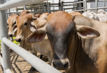 Cada establecimiento destinado al sacrificio de animales debe cumplir con las prácticas de bienestar animal. Foto: Frigorifico Rio Frio Bienestar animal plantas beneficio, bienestar animal ganadería, plantas beneficio ganadería, plantas beneficio animal, sacrificio ganadería, buenas prácticas de bienestar animal, bienestar animal invima, sacrificio ganado Invima, beneficio animal Invima, Ganadería, ganadería colombia, noticias ganaderas, noticias ganaderas colombia, CONtexto ganadero