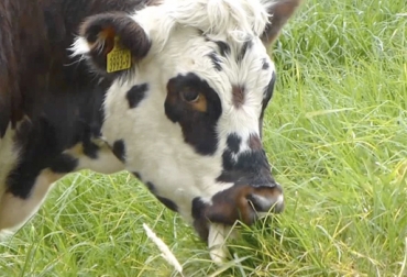 En el Tercer Congreso de Nutrición Bovina, los asistentes aprenderán sobre las últimas técnicas de alimentación al ganado vacuno. Foto: Fandom Congreso Nutrición Bovina, Tercer Congreso Nutrición Bovina, Congreso Nutrición Bovina Bogotá 2019, alimentación bovina, nutrición ganado bovino, alimentos para ganado bovino, alimentos para las vacas, segundo congreso nacional de alimentación y nutrición en bovinos Bogotá abril 2019, periódico El agro, Nutrición en bovinos congreso, 3° Congreso Nacional de Nutrición en Bovinos, charlas ganaderos, capacitaciones ganaderos, CONtexto ganadero, ganaderos colombia, noticias ganaderas colombia