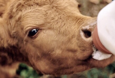 Para no infectar al ternero con calostro contaminado, usted puede suministrarlo de forma pasteurizada o brindar uno artificial de venta comercial. Foto: Ganaderia SOS calostro, calidad calostro, Suministro calostro, mejor forma suministro calostro, propiedades nutricionales del calostro, formas de suministrar calostro, suministro calostro forma natural, suministro calostro forma manual, inmunoglobulinas, IGg, manejo del calostro, manejo calostro en Colombia, Pasteurizar calostro, calostro contaminado, CONtexto ganadero, ganaderos colombia, noticias ganaderas colombia