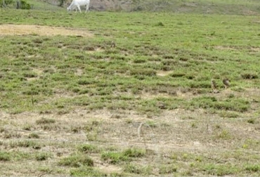 Las malas prácticas de pastoreo, inadecuada fertilización y escogencia errada de forrajes, son algunas causas de degradación de praderas. Foto: engormix.com ganadería, ganadería colombia, noticias ganadera colombia, contexto ganadero, praderas, pastos, degradación padreras, plagas, insectos, ataque de plagas, pastoreo, sistema de pastoreo, planta, fertilizantes, fertilizar, herbicida, suelo, terreno, compactación suelo, agua, fertilización, malezas, forraje, escogencia forraje, causa degradación praderas, ganaderos, ganaderos Colombia, prados