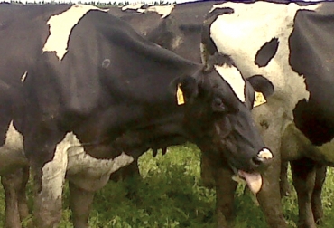 Los efectos del estrés calórico en el metabolismo de los bovinos activan respuestas como el aumento de la frecuencia respiratoria. Foto: losdiz.wordpress.com estrés calórico, estrés calórico en bovinos, estrés calórico bovinos metabolismo, combatir el estrés calórico en el ganado, estrés calórico respuesta metabólica, metabolismo de bovinos, métodos para combatir el estrés calórico, efectos del estrés calórico en el ganado, ganadería sostenible, estrategias para mitigar el estrés, CONtexto ganadero, ganadería colombia, fedegán, noticias ganaderas Colombia