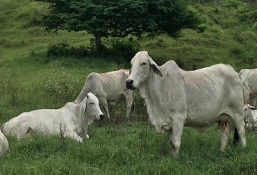 “La raza Brahman gris es la más desarrollada del país y ha tenido criadores que se han reformado de generación en generación”, sostuvo Fredy Enrique Lozano Suarez. Foto: Ganadería Santa Cecilia. Raza Brahman gris la más competitiva, modas distraen productividad, razas emergentes, comparar Brahman gris con rojo, desarrollo de Brahman rojo, incorporación genética del gris, CONtexto ganadero, noticias de ganadería colombiana.