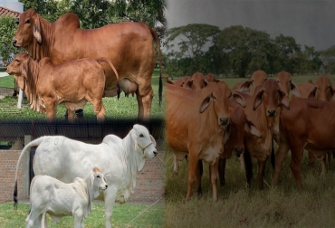 “El gris tiene mejor rendimiento en ganancia de peso y el rojo tiene mejor demanda”, sostienen ganaderos, empresarios y médicos veterinarios. Foto: elnuevosiglo.com.co - instahu.com - insta.orenya.com Brahman gris o rojo, cuál es el mejor