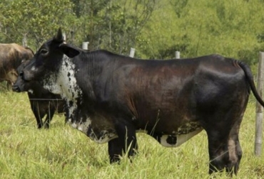 “Cruce F1 Holstein x Cebú, se caracteriza por la rapidez y eficiencia en el mejoramiento económico”, dijeron Hugo Ramírez y Luis Uribe. Foto: Suganado.com Cruce Holstein por cebú es favorable al IEP, opción de rentabilidad para ganadería, rapidez y eficiencia, máxima heterosis, Granja Experimental de Turipaná, Estado de Yucatán en México, aporte lechero de Holstein, aporte de rusticidad y resistencia de Cebú, CONtexto ganadero, noticias de ganadería colombiana.