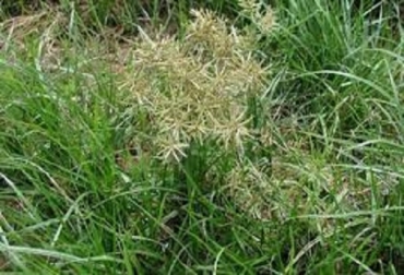“Las malezas son competencia de las gramíneas, a diferencia del pasto que es cosechado en forma selectiva por el ganado”, dijo ganadero. Foto: El Mercurio. Control de malezas, competencia con forraje, competencia por la luz, fumigación estratégica antes de que semille, presión del pastoreo rotacional, competencia con gramíneas, manejo con macheteo o guadaña, CONtexto ganadero, noticias de ganadería colombiana.