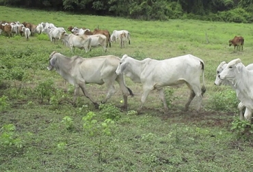 “Hace dos semanas, un productor pecuario necesitaba 60 novillas puras blancas, pero fue imposible conseguirlas”, dijo Fredy Lozano. Foto: solarconflict.com Escasez de novillas Brahman gris puras, factor precio, retención de novillas puras, sacan a la venta hembras de mala calidad, precio en ascenso, criadores comerciles regresan al toro Brahman gris, cruces con toros europeos, CONtexto ganadero, noticias de ganadería colombiana.