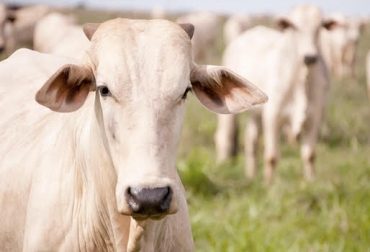 La inapetencia en bovinos se debe a varias causas, entre ellas enfermedades y residuos químicos. Foto: Ganaderia .com ganadería, ganadería colombia, noticias ganadera colombia, contexto ganadero, enfermedades, fisionatomia, bovino, ganado, diagnostico, obstrucción, obstrucción intestinal, enfermedades grastrointestinales, babesia, anaplasma, verano, residuos químicos, alimentos fermentativos, fiebre, alimentos, inapetencia, apetito, falta de apetito, dejar de comer, ganaderos, ganaderos Colombia