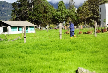 Para pasturas de kikuyo a 2.500 m en Ubaté, el tiempo de cosecha adecuado estaría entre 4 y 5 horas por rebrote. Foto: Archivo particular. Ganadería, ganadería colombia, noticias ganaderas, noticias ganaderas colombia, CONtexto ganadero, kikuyo, pasto kikuyo, pasturas, pasturas para el ganado, calidad del pasturo,