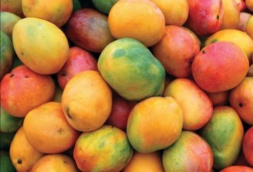 La fruta puede aprovecharse para alimentar al ganado en épocas de escasez. Foto: Captura YouTube. Ganadería, ganadería colombia, noticias ganaderas, noticias ganaderas colombia, CONtexto ganadero, salinización de frutas, salinización del mango, mango para el ganado, recetas ganaderas, salinizar el mango, alternativas para alimentar al ganado, comida para el ganado