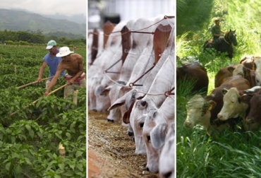 El cuidado del suelo, la dieta alimenticia y el sistema silvopastorial son acciones que debe realizar para no emitir metano en su finca. Foto: La Patria - zoovetesmipasion.com - ExpokNews Ganadería, ganadería colombia, noticias ganadera colombia, CONtexto ganadero, Praderas, pastos, degradación padreras, pastoreo, sistema de pastoreo, suelo, terreno, compactación suelo, Agua, fertilización, forraje, sistema silvopastoril, gramínea, leguminosa, dieta ganado, calidad nutricional animales, carbono, metano, efecto invernadero, emisión de gases, sobrepastoreo, producción leche, producción carne, cuidar suelo, ganaderos, ganaderos colombia, prados