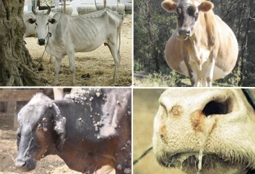 Vacas preñadas y animales enfermos son algunos de los tipos de ganado que no se deben cargar en un camión. Foto: Cubanet - tronya.co - Agromundo - mejorimagen.eu Transporte ganado, transportar ganado, transporte bovinos, transportar bovinos, Instituto Colombiano Agropecuario, ICA, Guías de Movilización, Resolución 2341 de 2007 del ICA, Resolución 1192 de 2012 del ICA, movilización de ganados, animales que no se pueden transportar, animales que no se pueden movilizar, ganadería Colombia, México, Argentina, CONtexto ganadero, ganaderos Colombia, noticias ganaderas Colombia