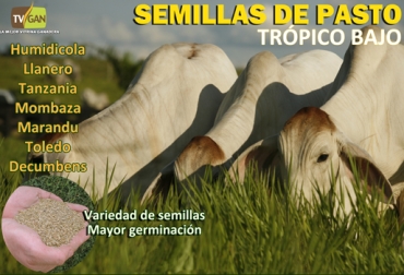 Estas son las semillas que TVGAN tiene disponibles para sembrar en clima cálido. Foto: TVGAN Semillas trópico bajo, promoción TVGAN abril 2019, Promo abril TVGAN, TVGAN promociones abril 2019, TVGAN abril 2019, TVGAN, tvgan promociones, promoción ryegrass TVGAN, equipos ganaderos promociones, Promociones TVGAN abril 2019, productos ganado promoción, productos finca promoción, productos finca promoción abril 2019, CONtexto ganadero, ganaderos colombia, noticias ganaderas colombia