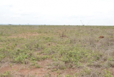 La recuperación de pastos es la opción que más escogen los ganaderos cuando hay pocas lluvias. Foto: Ambiente Inteiro ganadería, ganadería colombia, noticias ganadera colombia, contexto ganadero, rotación, manejo de carga, aforo, siembra, repuuoerar pastos, pastos, terrenos, tierras, potreros, establos, animales, ganado, verano, invierno, planeación forrajera, forraje, pasturas, ganaderos, ganaderos Colombia, secos, prados