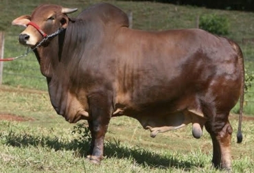 La rusticidad de la raza Red Sindhi le permite adaptarse fácilmente a la variabilidad del medio ambiente sin afectar la capacidad productiva del animal. Foto: www.enlafinca.com ganadería, ganadería colombia, noticias ganadera colombia, contexto ganadero, red sindhi, forraje, montbeliarde, raza, Brasil, mejoramiento genético, bondades, productividad, precoz, mortalidad, fertilidad, pigmentos, pasturas, ganaderos, ganaderos Colombia, secos, prados, pastos