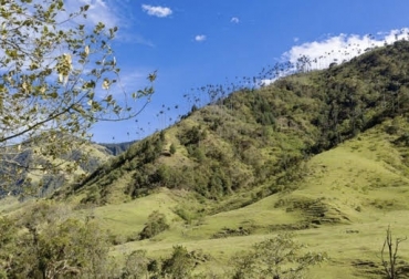 Para cultivar en laderas es importante primero conocer el terreno y el tipo de especie ideal en la zona. Foto: T13 Árboles, altos, bajos, cultivos, pesados, forrajes, animales, cosechas, épocas, verano, invierno, sequía, bienestar, animal, alimento, ramas, raíces, cosecha, leguminosas, actividad, pendiente, contra, escorrentía, lave, escases, de, en, zonas, plagas, textura, erosión, , CONtexto ganadero, ganaderos Colombia, noticias ganaderas Colombia