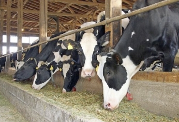 Generar nuevos proyectos desde el contexto de nuestro país, ayudará a un desarrollo eficaz y productivo en la ganadería. Foto: zoovetesmipasion.com leche, láteo, Interacción, participación, costumbres, basadas, trabajo, independiente, desarrollar, propuestas, actores, proceso, obtiene, esto, una mayor, eficiencia, valor, cadena, Colombia, Nueva Zelanda, tecnologías, Producción, sector, Progreso, coordinador, Gobiernos, proyecto, financiación, financiado, financiar, planteó, que, de, en, CONtexto ganadero, ganaderos colombia, noticias ganaderas colombia