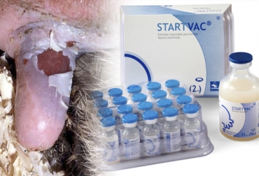 La propuesta consiste en implementar un plan sanitario con la vacuna para tener menos pérdidas económicas. Foto: medios UDG - hipra.com Manejo económico de la mastitis, mastitis en colombia, manejo de mastitis, vacuna contra mastitis, mastitis, Mastitis Hipra, Startvac, Hipra Colombia SAS, control de mastitis, cura mastitis, manejo sanitario mastitis, remedios para la mastitis, prevenir mastitis, corregir mastitis, CONtexto ganadero, ganaderos colombia, noticias ganaderas colombia