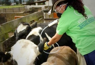 El proceso de ejecución de la vacunación contra la fiebre aftosa, la brucelosis bovina y la rabia de origen silvestre es responsabilidad de Fedegán, en su condición como entidad administradora de las cuotas de fomento ganadero y lechero, con el apoyo de las Organizaciones Ejecutoras Ganaderas. Foto: Vanguardia. Colombia, aftosa, brucelosis, rabia silvestre, vacunación, vacunación contra la aftosa, Fedegán, ICA, I ciclo de vacunación 2019, CONtexto ganadero, noticias ganaderas colombia, ganadería sostenible