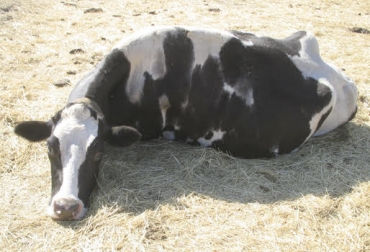 El debilitamiento y descompensación es una de las consecuencias de alcalosis en los animales. Foto: agroneto.com Ganadería, ganadería colombiana, ganadería Colombia, contexto ganadero, noticias ganaderas, problemas hepáticos ganado, ganado, semovientes, fluido terapia, dietas del ganado, función renal ganado, bicarbonato de sodio elevado, alcalosis bovina, problemas digestivos ganado, problemas renales bovinos, problemas reproductivos bovinos, ph bovina, ganaderos, ganaderos colombia