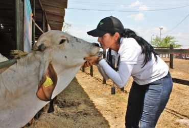 Una de las funciones del comité es tendrá la labor de realizar recomendaciones sobre proyectos de investigación y normativas relacionadas con el bienestar animal. Foto: ICA. Ganadería, ganadería colombia, noticias ganaderas, noticias ganaderas colombia, CONtexto ganadero, Resolución 153 del 16 de mayo de 2019, Ministerio de Agricultura, Consejo Nacional de Bienestar Animal y el Comité Técnico de Bienestar Animal, Organización Mundial de Sanidad Animal, OIE, Instituto Colombiano Agropecuario, ICA, Decreto 2113 del 15 de diciembre de 2017 del Ministerio de Agricultura, cinco libertades de los animales,
