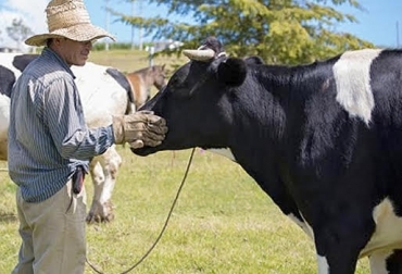 El bienestar animal hace parte de una de las prácticas que hacen parte del programa Ganadería Colombiana Sostenible. Foto: journalmex.wordpress.com Ganadería, Ganadería colombiana, ganadería colombia, Ganadería Sostenible, CONtexto ganadero, noticias ganaderas, ganadería colombiana sostenible, gases efecto invernadero, contaminación ambiental, Bienestar Animal, Buenas Prácticas Ganaderas, sostenibilidad ambiental, bienestar animal en ganadería sostenible, ganadería no causante de contaminación ambiental, ganaderos, ganaderos colombia