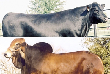 Otra de las características que diferencia a estos 2 tipos de bovinos es la población folicular en sus ovarios. Foto: hdavidgarciam.blogspot.com Población folicular, técnica de transferencia de embriones, bos taurus, bos indicus, transferencia embriones in vitro, transferencia embriones in vivo, Protocolos transferencia de embriones, métodos transferencia de embriones, transferencia de embriones en bovinos, procesos de biotecnología reproductiva, costo transferencia embriones Colombia, transferencia embriones Colombia, aspiración folicular, CONtexto ganadero, ganaderos Colombia, noticias ganaderas Colombia
