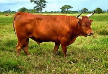 La especie podría soportar con mayor facilidad los periodos de sequía que se están presentando en la región por cuenta de su adaptación natural. Foto: razasbovinasdecolombia.webbly.com. Ganadería, ganadería colombia, noticias ganaderas, noticias ganaderas colombia, CONtexto ganadero, Ganado criollo, Razas criollas, razas criollas colombianas, costeño con cuernos, raza costeño con cuernos, alejandro giraldo villegas