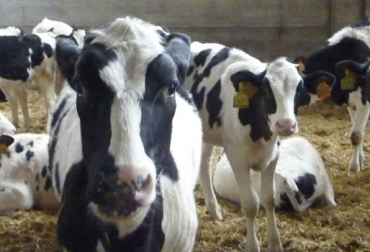 Es necesario prestar atención a las enfermedades que pueden trasmitir la vaca a las crías para evitar el riesgo de tener pérdidas. Foto: campogalego.com Ganadero, ganadería, vaca, ternera, leche, vaca de leche, ternera de leche, cuidados, recomendaciones, potrero, cuidado, trabajo, parto, parir, riesgo, pérdida, muerte, muere, riesgo, inversión, calostro, calidad, contenido, enfermedades, infecciones, leucosis, tuberculosis, paratuberculosis, brucelosis, CONtexto ganadero, ganaderos Colombia, noticias ganaderas Colombia