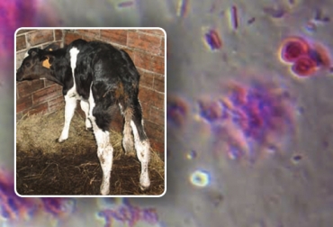 La coccidiosis es producida produce diarreas, depresión, deshidratación en animales y hasta la muerte. Foto: Ganadería, ganadería colombia, Ganadería colombiana, CONtexto ganadero, noticias ganaderas, ganaderos, enfermedad ganado, vacas, eimeria, eimeria bovis, baycox, trimetropim sulfa, toltrazuril, diarrea, diarrea verde, diarrea amarilla, depresión animal, pelo erizado ternero, Terneros, animales jóvenes, coprológico, deshidratación animal, perdida de apetito animal, heces con sangre en ganado, coccidiosis, enfermedad infecciosa, ganadero, ganadero colombia