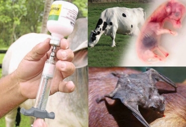 Fedegán dona el innoculante contra la Brucelosis. Foto: CONtexto ganadero, lanacion.com.co Fedegan, Fondo Nacional del Ganado, Fiebre aftosa, Brucelosis, vacunación contra la fiebre aftosa, exito en la primera semana de vacunación de la fiebre aftosa 2019, rabia silvestre, ICA, CONtexto ganadero, noticias ganaderas, aftosa, CONtexto ganadero, noticias ganaderas de colombia