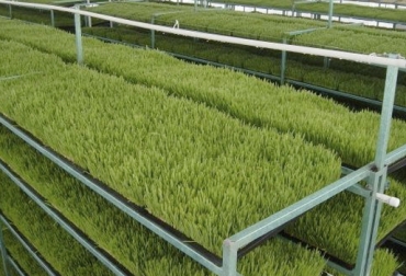 Las alternativas e forrajes se están diseñando con el fin de que se genere cultura entre los ganaderos para que conserven comida en épocas críticas. Foto: Agriculturers.com Hidropónico, aeropónico, liquida, calidad, buena calidad, forrajes, nutrientes, trigo, frijol, maíz, cebada,, recomendaciones, semilla buena, nueva, lavado, desinfección, cubrir, papel periódico, germinación, nebulizadores, solución nutritiva, humedad, raíz, eliminar impureza, CONtexto ganadero, ganaderos Colombia, noticias ganaderas Colombia