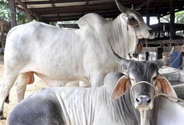 Los ganaderos de Honduras se encuentran interesados en conocer la ganadería bovina colombiana. Foto: El Heraldo Ganadería, ganadería colombia, Ganadería colombiana, CONtexto ganadero, noticias ganaderas, ganaderos hondureños, honduras, ganaderos hondureños interesados en ganadería Colombia, gira ganaderos hondureños, vistas de campo, Ganadería bovina colombiana, ganaderos colombianos, sector ganadero honduras, sector ganadero Colombia
