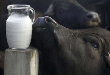 La leche de búfalos contiene más grasas y más nutrientes que hacen que sea interesante para los transformadores. Foto: zoovetesmipasion.com búfalo, leche, beneficios, grasosa, grasas, más proteínas, mejor calidad, calidad, demanda, mercado, queso, mozarela, transformarlos, volver industria, sistemas productivos, normalmente, limpios, medicamentos, sistemas, Vacunas, medicamentos., CONtexto ganadero, ganaderos colombia, noticias ganaderas colombia