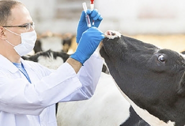 La Leucosis bovina es catalogada como el HIV de los animales, pues se transmite por medio de un virus; además de la falta de sintomatología. Foto: zoovetesmipasion.com Ganadería, ganadería colombiana. Ganaderia Colombia, CONtexto ganadero, noticias ganaderas, enfermedades bovinas, Leucosis Bovina, sida animales, LBE, vacunaciones, palpaciones, inseminaciones, trasmisión leucosis, síntomas leucosis, cuide su finca, cuarentena animales, hacinamiento animales, parasitos en animales, agujas, jeringas, instrumental desechable, infecciones